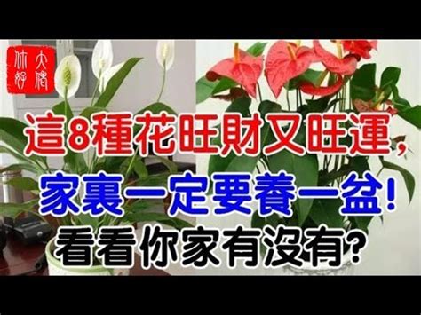 火鶴 風水|【火鶴花風水】火鶴花風水：旺桃花、擋煞，打造好風。